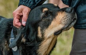 Svaki pas uradi jednu stvar kada se nađe u blizini loše osobe: Dobro zapamtite ovu reakciju