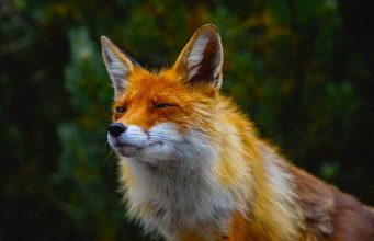 S ljudima moraš kao s lisicama uvijek lukavo – kako se ponašati s manipulatorima