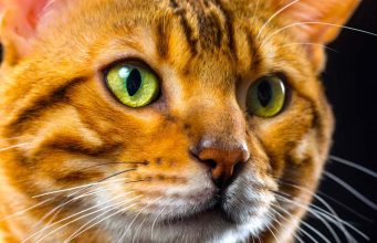 Osobe koje imaju mačku su mnogo srećnije – Držati mačku u kući može imati velike prednosti