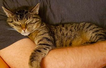 Mačija terapija: Kako liječiti određene bolesti uz pomoć mačke