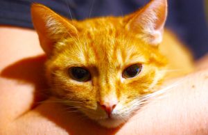 Njihovo predenje i toplina mogu djelovati umirujuće – Mačke vole drijemati na ljudima iz 6 razloga