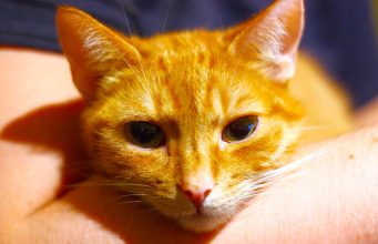 Njihovo predenje i toplina mogu djelovati umirujuće – Mačke vole drijemati na ljudima iz 6 razloga