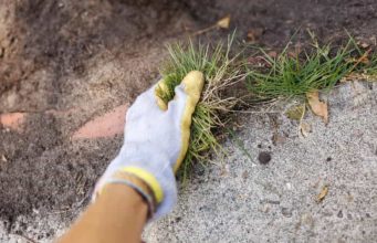 NEMA VIŠE ČUPANJA KOROVA: Posipajte ih ovim sastojkom i riješite ih se zauvijek