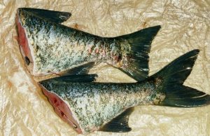 Ovu ribu je bolje izbjegavati, upozoravaju stručnjaci: puna je zagađivača, antibiotika i pesticida