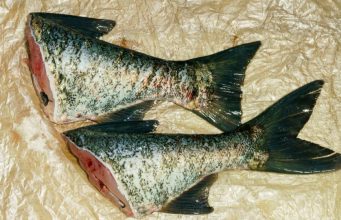 Ovu ribu je bolje izbjegavati, upozoravaju stručnjaci: puna je zagađivača, antibiotika i pesticida