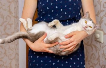 Mačka je pravi lijek za čovjeka: 6 bolesti koje samo ona može da izliječi