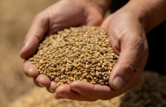 Ako ne želite skupe suplemente za kolagen, ova žitarica je prirodna zamjena